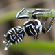 Image for article titled Newly-Discovered "Sparklemuffin" Peacock Spider Is Here To Party